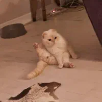 اسکاتیش چشم آبی