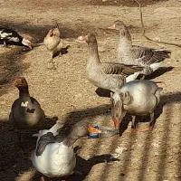 تعدادی غاز و مرغ یه دونه اردک|حیوانات مزرعه|گتوند, |دیوار