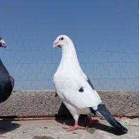 فروشی|حیوانات|تربت جام, شهرک آزادگان|دیوار