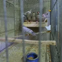 ۱۷ عدد فنچ نرگسی|پرنده|تهران, شیخ هادی|دیوار