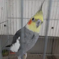 عروس هلندی نر بالغ|پرنده|ساری, |دیوار