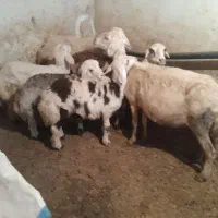 میش وبره وقوچ|حیوانات مزرعه|اشترینان, |دیوار