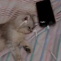 گربه فروشی داریم      روباهی  پلنگی پاندایی   ...