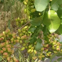 معجزه در باغداری توسط مهندس گرامی