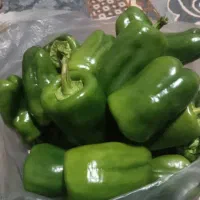 فلفل دلمه کیلو۵۰ هزار