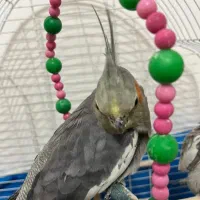 عروس هلندی سخنگو