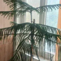 کاج مطبق|گل و گیاه طبیعی|قم, پردیسان|دیوار