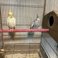 فروش یک جفت   عروس مولد