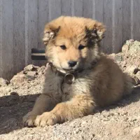 سگ نژاد دار