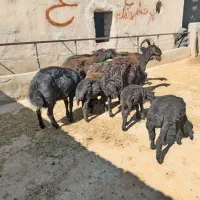 گوسفند