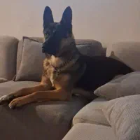 سگ ژرمن شپرد|سگ|آرادان, |دیوار