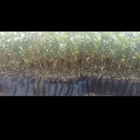 نهال پسته|گل و گیاه طبیعی|قنوات, |دیوار