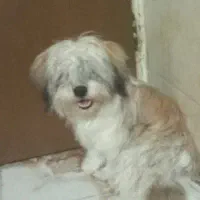 سگ شیتزو|سگ|یزد, |دیوار