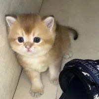 فروش بریتیش گلدny11 واکسینه