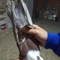 کربلایی نر هفترنگ