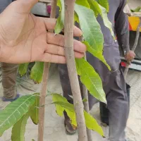 نهال انبه|گل و گیاه طبیعی|قصرقند, |دیوار