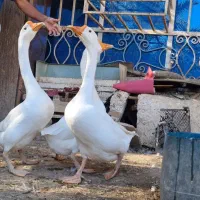 قوقازاوکراینی|حیوانات مزرعه|آبادان, |دیوار