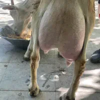 کهره نر سانن اصیل