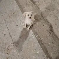 واگذاری سگ پاکوتاه