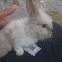 خرگوش پشمالو لپ