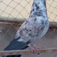 یک طوق کفتر دستبر قوچی نر