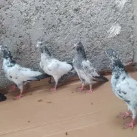 کبوتر پاکستانی جوجه پرشی و کله ماستی