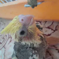 عروس هلندی ابلغ ۳۰روزه|پرنده|بجنورد, |دیوار