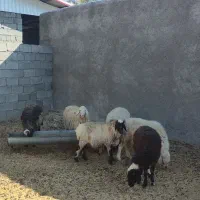 گوسفند|حیوانات مزرعه|ارزوئیه, |دیوار