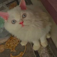 گربه گمشده|حیوانات|زاهدان, |دیوار