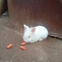 خرگوش خانگی