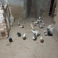 معاوضه با پرشی