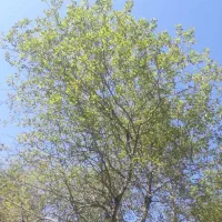 فروش-خانه-ویلایی-در-منطقه-کپورچال-املاک-گوهرنیا