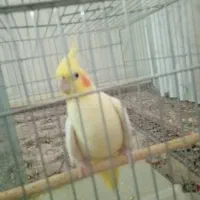 طوطی عروس هلندی