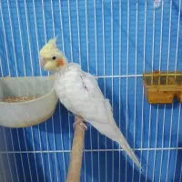 عروس هلندی جفت|پرنده|مشهد, تلگرد|دیوار