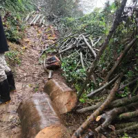 خرید درختان باغی|خدمات باغبانی و درختکاری|لاهیجان, آهندان|دیوار