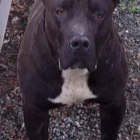 سگ کن کورسو پیتبول آمریکن بولی