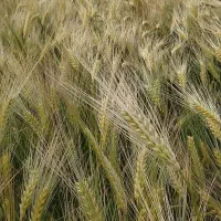 جو بذری جلگه