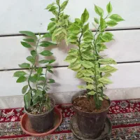 گل پتوس افوربیا پدیلانتوس|گل و گیاه طبیعی|اصفهان, آفاران|دیوار