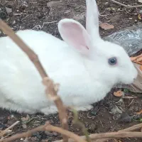 خرگوش ماده بزرگ چاق