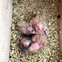 عروس هلندی تازه به دنیا اومده|پرنده|خلخال, |دیوار