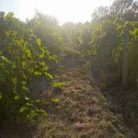 بآغ ۱۲۰۰ متر