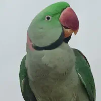 شاه طوطی|پرنده|قروه, |دیوار