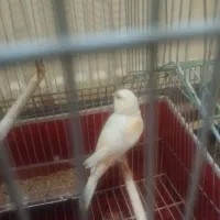 قناری ماده موزایگی اماده