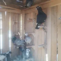 کبوترپلاکی