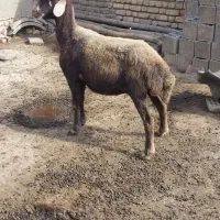 قره قیر دوماه نر خورده ودوشکم درشت ولنگه دوقلو