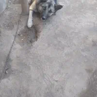 سگ هاسکی چشم رنگی|سگ|بیستون, |دیوار