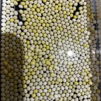 خاویار حلزون طبی آچاتینا