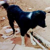 سگ قدر جونی