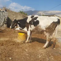 گاو ونوکل سرحال|حیوانات مزرعه|سیروان, |دیوار