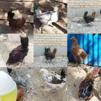 مرغ و خروس گلین لری چهل تاج ریشو